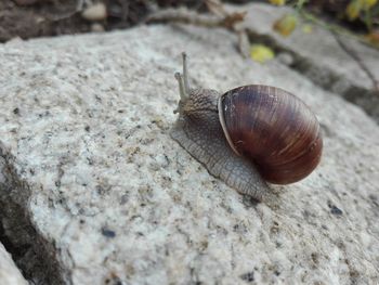 Close-up of snail on rock