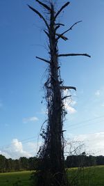 Trees on field against cloudy sky