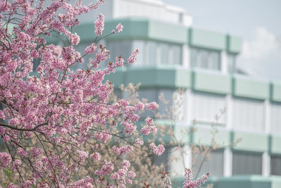 Close-up of pink flowers