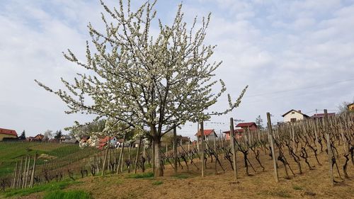 Trees growing on field against sky