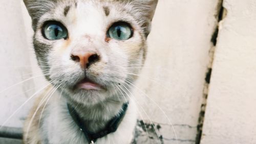 Close-up portrait of cat