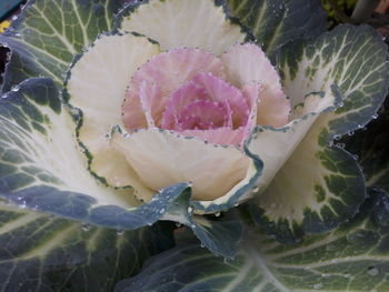 Close-up of flowers