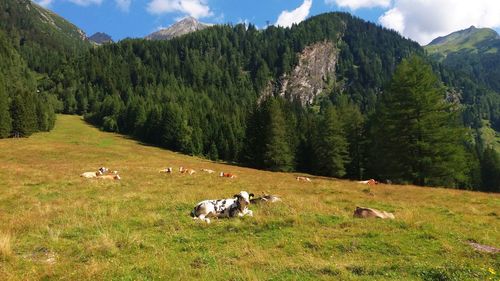 Sheep on field against mountains