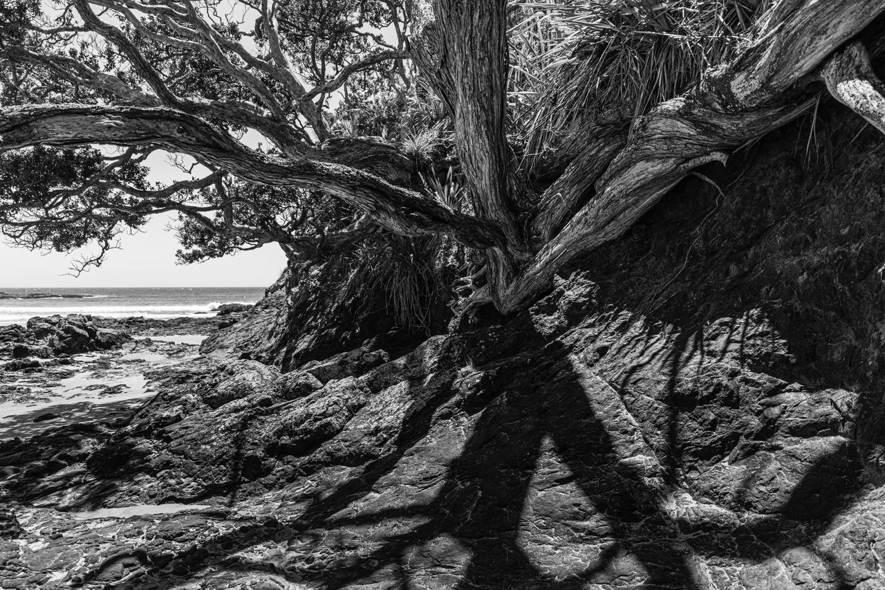 TREE TRUNK BY SEA