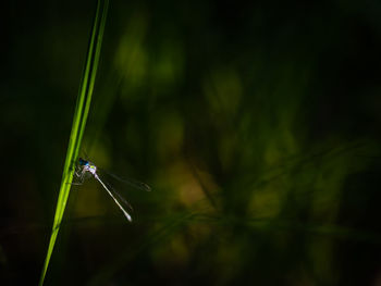 Close-up of dragonfly on blade of grass