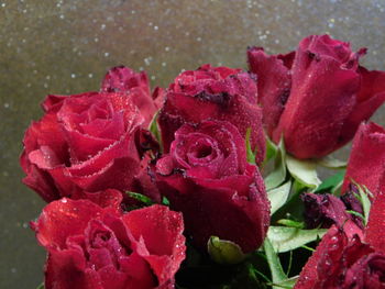 Close-up of wet pink rose