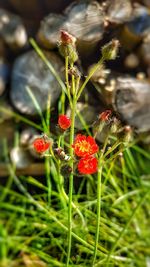 Close-up of flower growing on plant