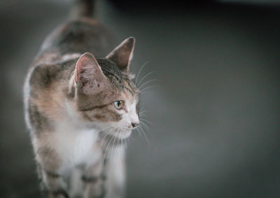 Close-up of a cat looking away