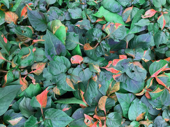 High angle view of leaves on field