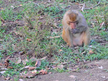 Lion sitting on field