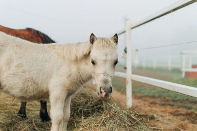 Pony grazing