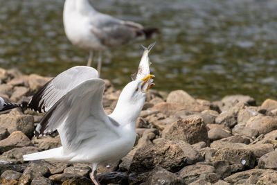 Close-up of seagull on rock at lakeshore