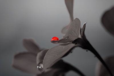 Close-up of red flower