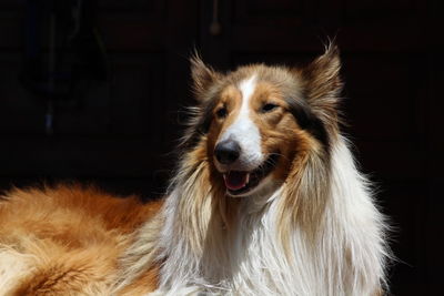 Close-up of dog at home