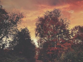 Trees in forest against sky at sunset