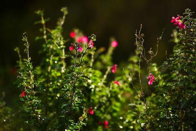 Close-up of pink flower