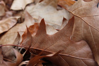 Close-up of fallen maple leaves