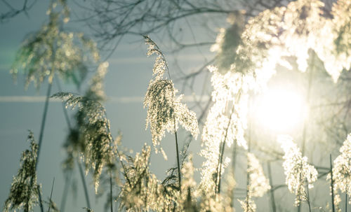 Close-up of plants growing against bright sun