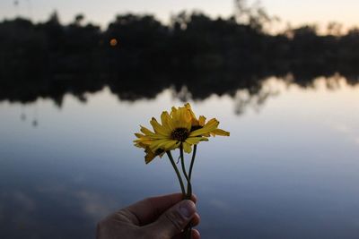 Close-up of hand holding yellow flower