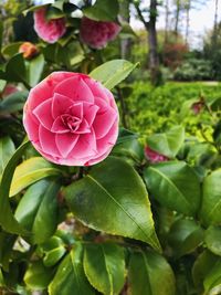 Close-up of pink flower blooming outdoors