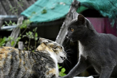 Close-up of two cats