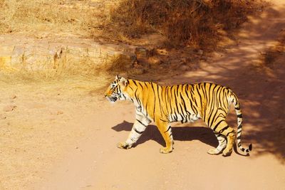 Side view of tiger walking on field