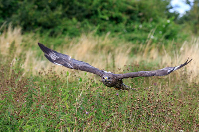 Bird flying over a field