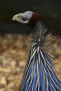 Close-up of a peacock