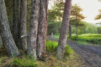 Trees in forest