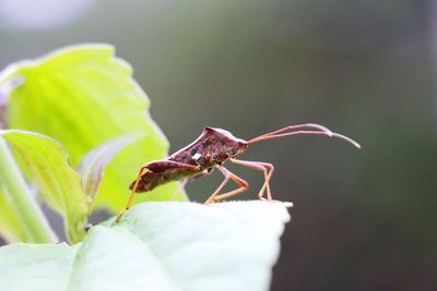 Close-up of insect on leaf