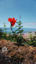 Close-up of red flowering plant against sea