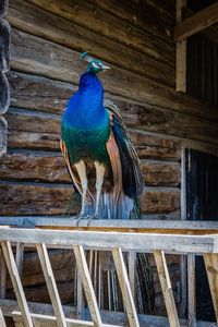 Bird perching on wooden wall