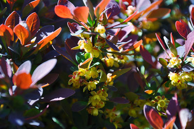 Close-up of barberry flowers in springtime