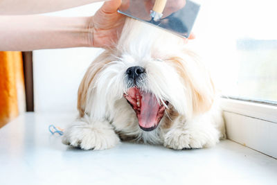 Funny shih tzu dog. grooming. high quality photo