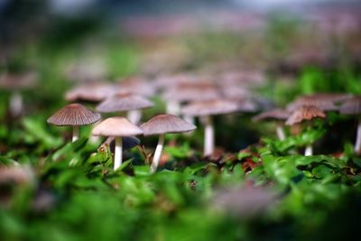 Close-up of mushroom growing on field