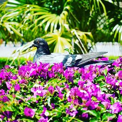 Close-up of bird perching on purple flower