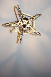 Close-up of spider