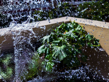 Close-up of raindrops on plants