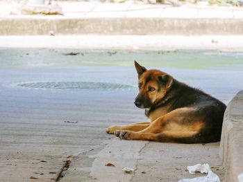 Dog sitting on beach