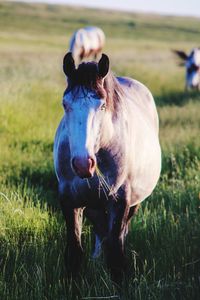 Horse standing in field