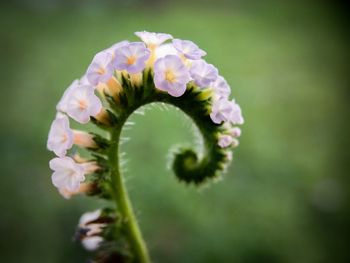 Close-up of flowers blooming outdoors