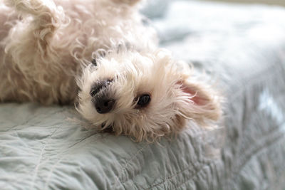 Terrier dog lies on a bed and looks up.