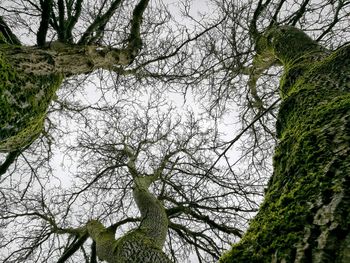 Low angle view of trees in forest against sky