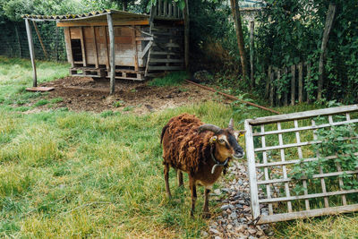 Lion standing in a field