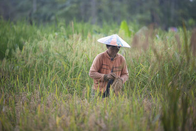 Mother is harvesting rice