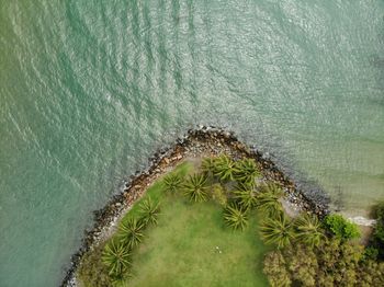 High angle view of succulent plant in sea