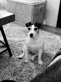 Portrait of dog sitting on rug at home