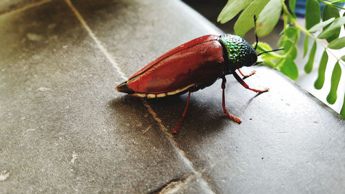 Close-up of insect