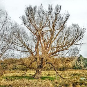 Bare tree on field against clear sky