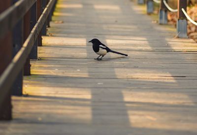 Side view of a bird on footpath